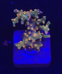 Cyphastrea Decadia M NOVIDADE