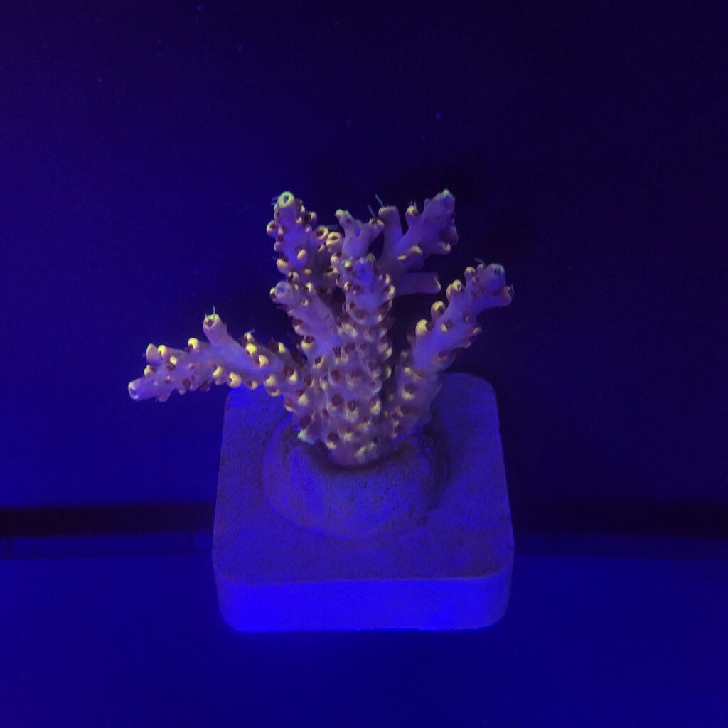 Ocyan