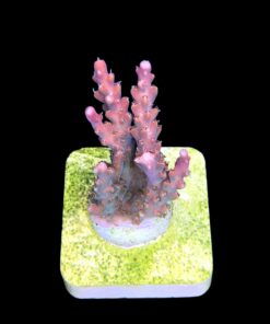 Alternative view of Insignis M