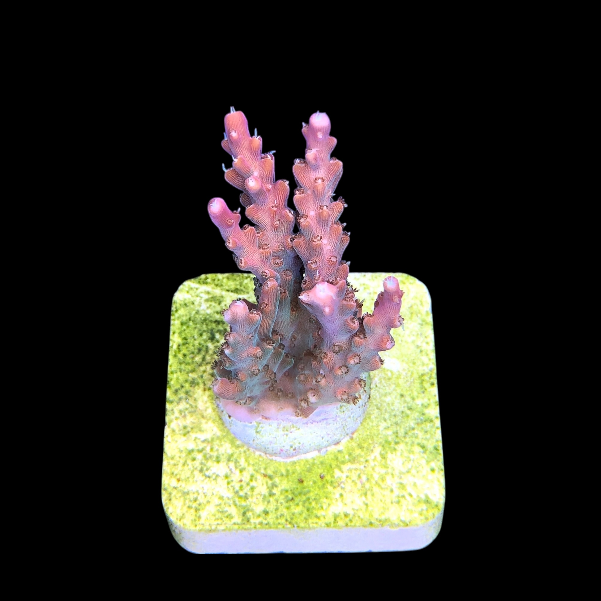 Insignis M - Imagem 2