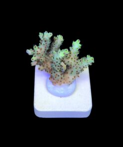 Alternative view of Lemon Pepper M