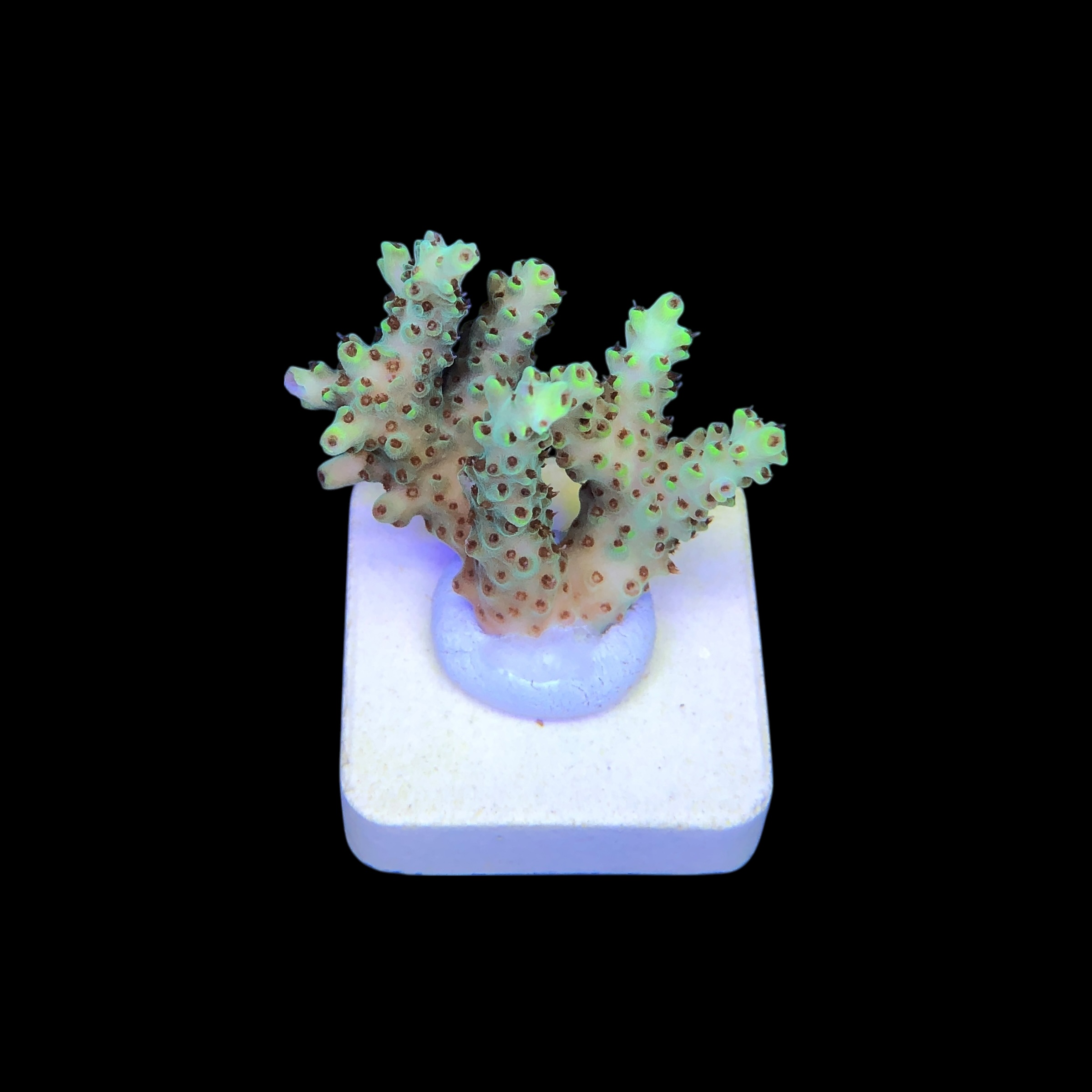 Lemon Pepper M - Imagem 2