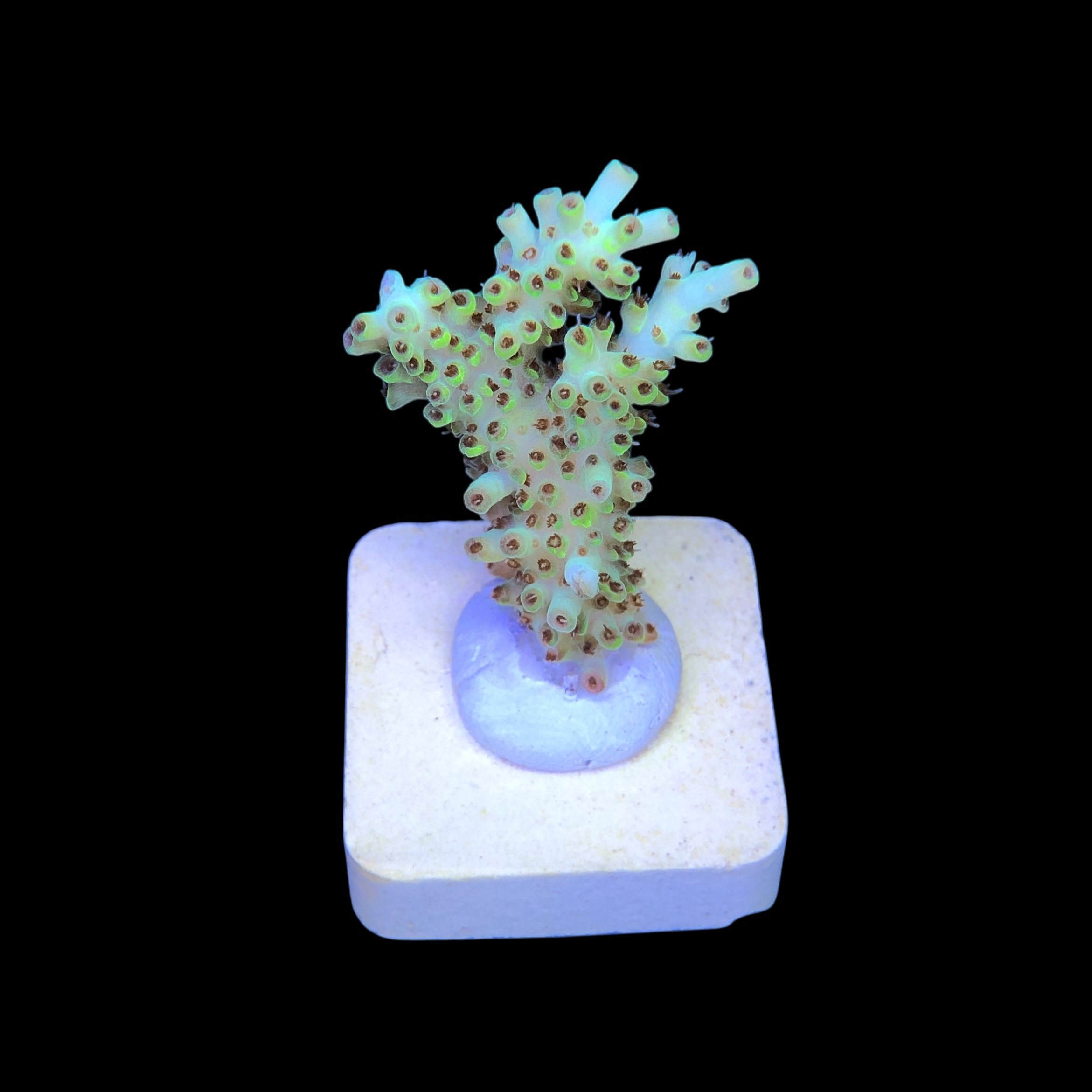 Lemon Pepper M - Imagem 2