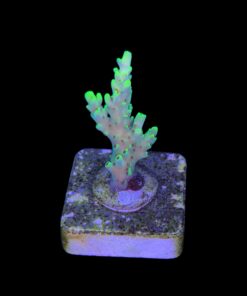 Alternative view of Lemon Pepper P