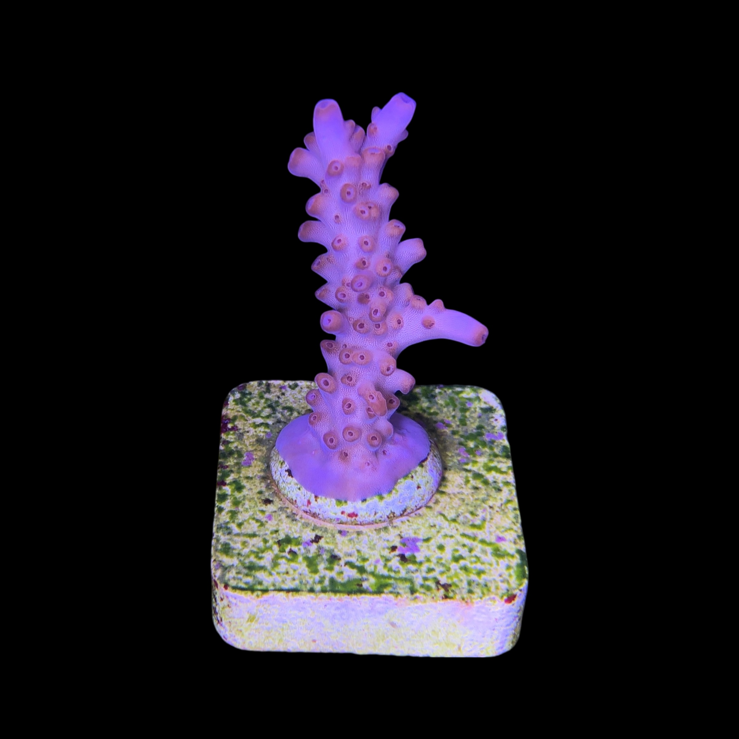 Lorips Pink M - Imagem 2