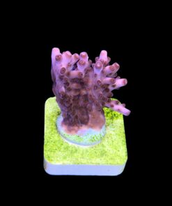 Alternative view of Lorips Pink M