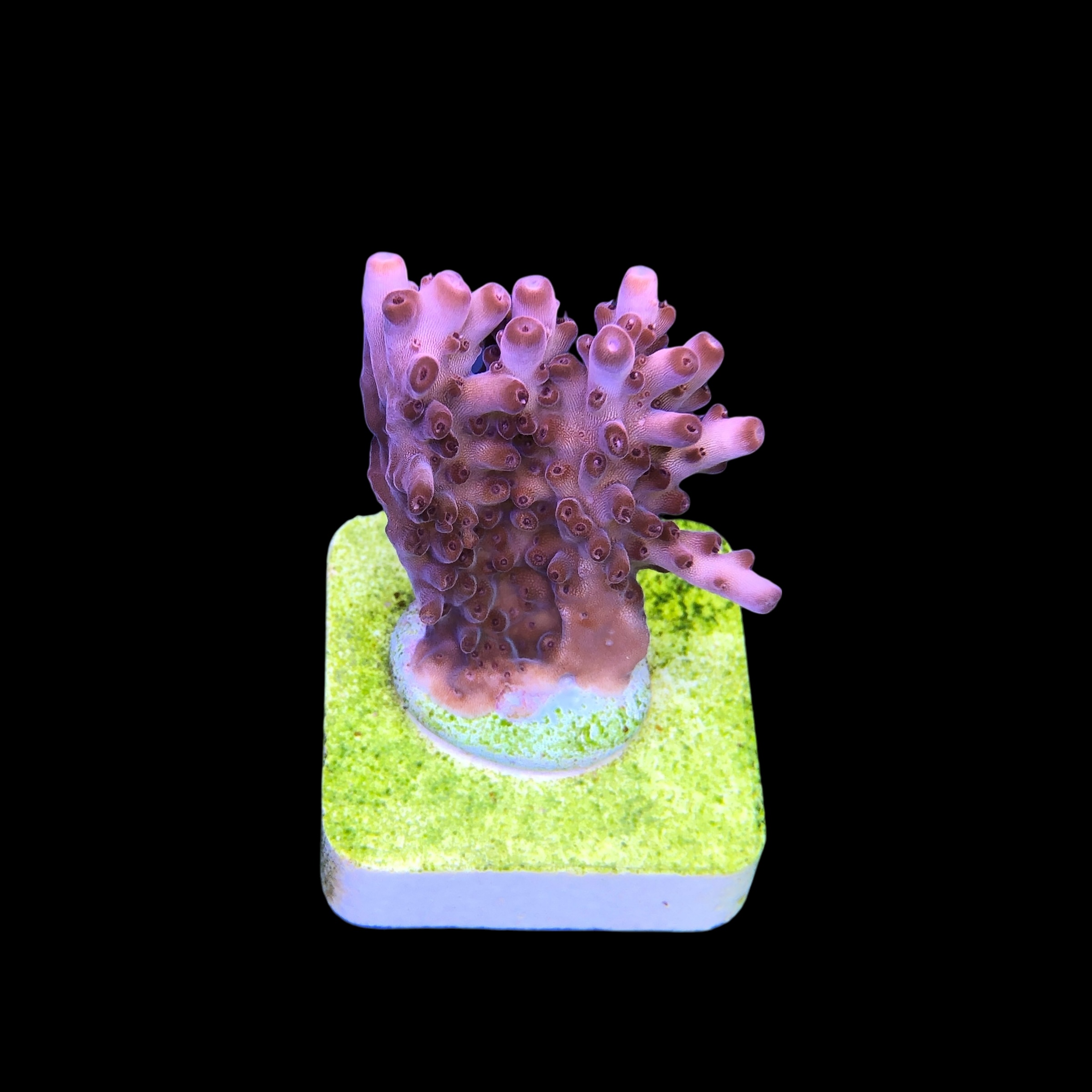 Lorips Pink M - Imagem 2