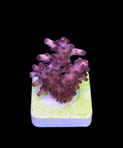 Alternative view of Lorips Pink M