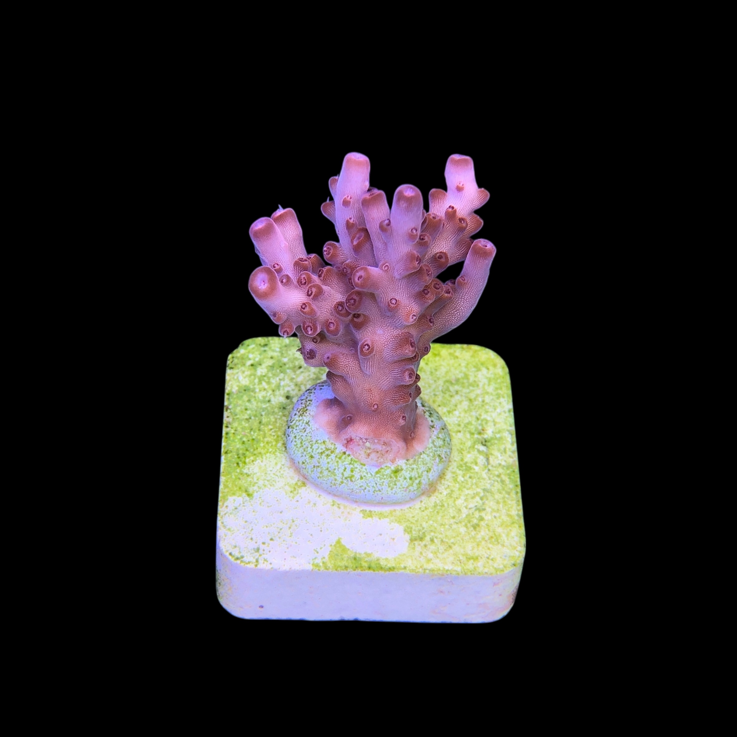 Lorips Pink M - Imagem 2