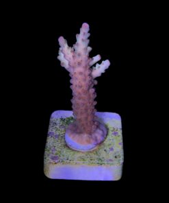 Alternative view of Lorips Strawberry M