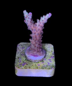 Alternative view of Lorips Strawberry M