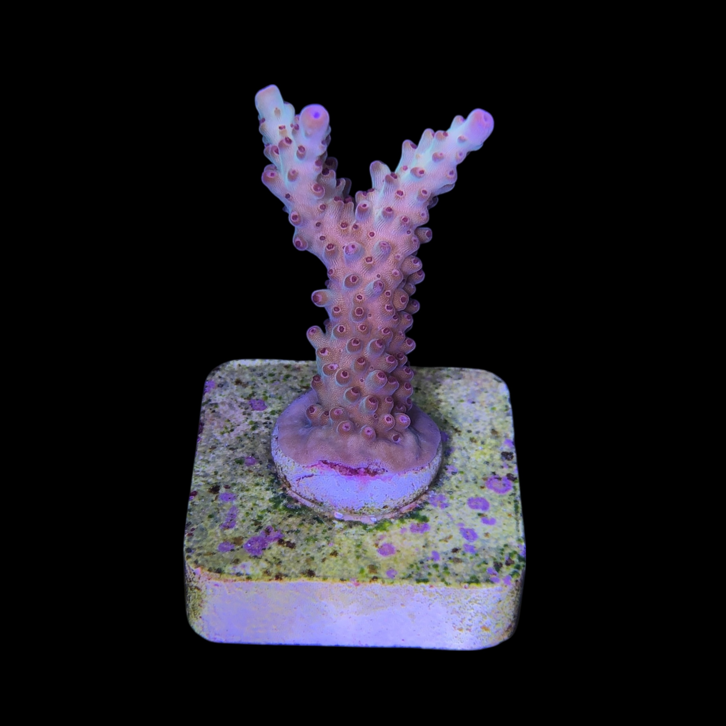 Lorips Strawberry M - Imagem 2