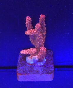 Millepora Bubble Gum M