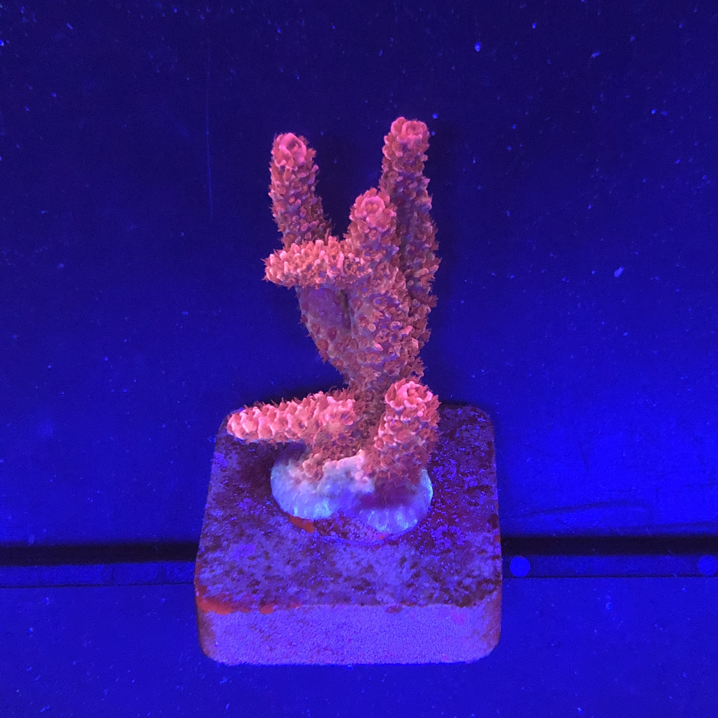 Millepora Bubble Gum M