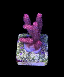 Alternative view of Millepora Bubble Gum M