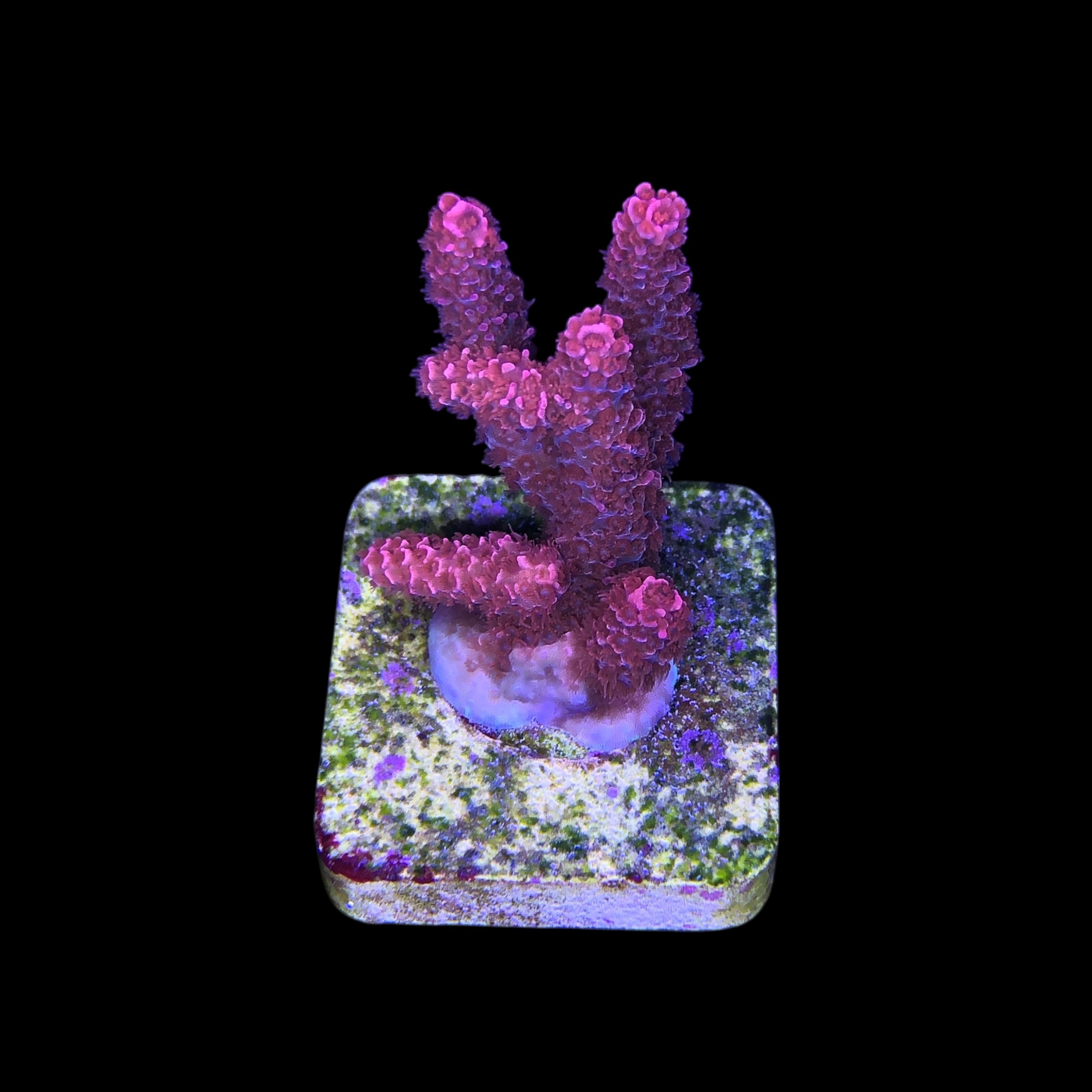 Millepora Bubble Gum M - Imagem 2