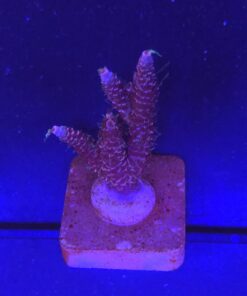 Millepora Cotton Candy M NOVIDADE