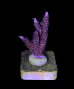 Alternative view of Millepora Cotton Candy M NOVIDADE