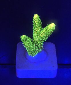 Millepora Eletric Green M