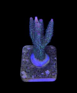 Alternative view of Millepora Magic M