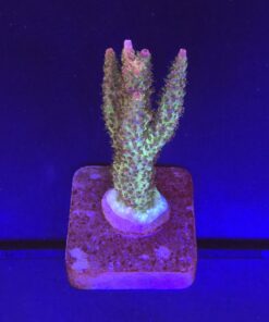 Millepora Magic M