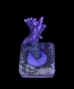 Alternative view of Red Planet M