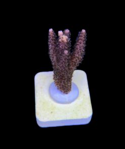 Alternative view of Millepora Magic M