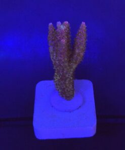 Millepora Magic M
