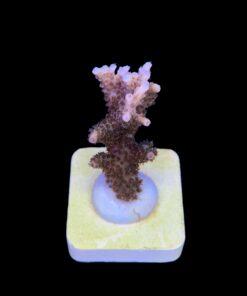 Alternative view of Millepora Magic M