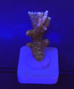 Millepora Magic M