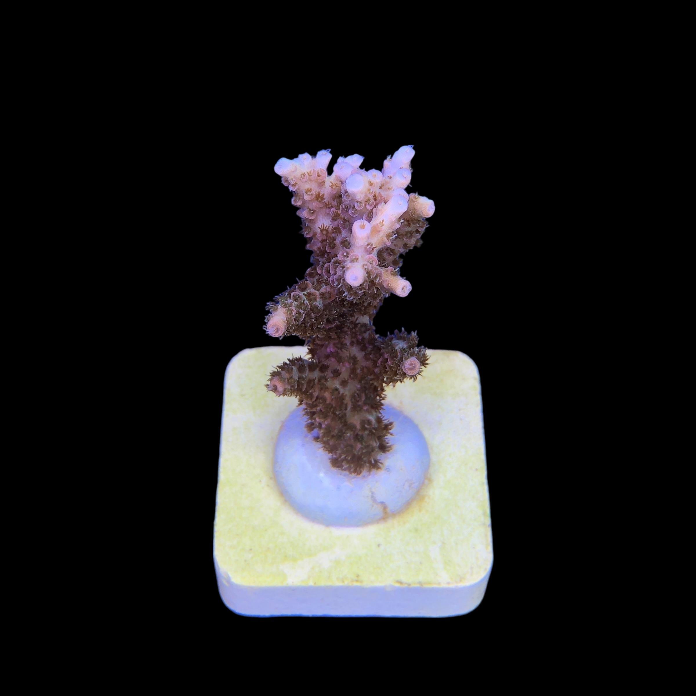 Millepora Magic M - Imagem 2