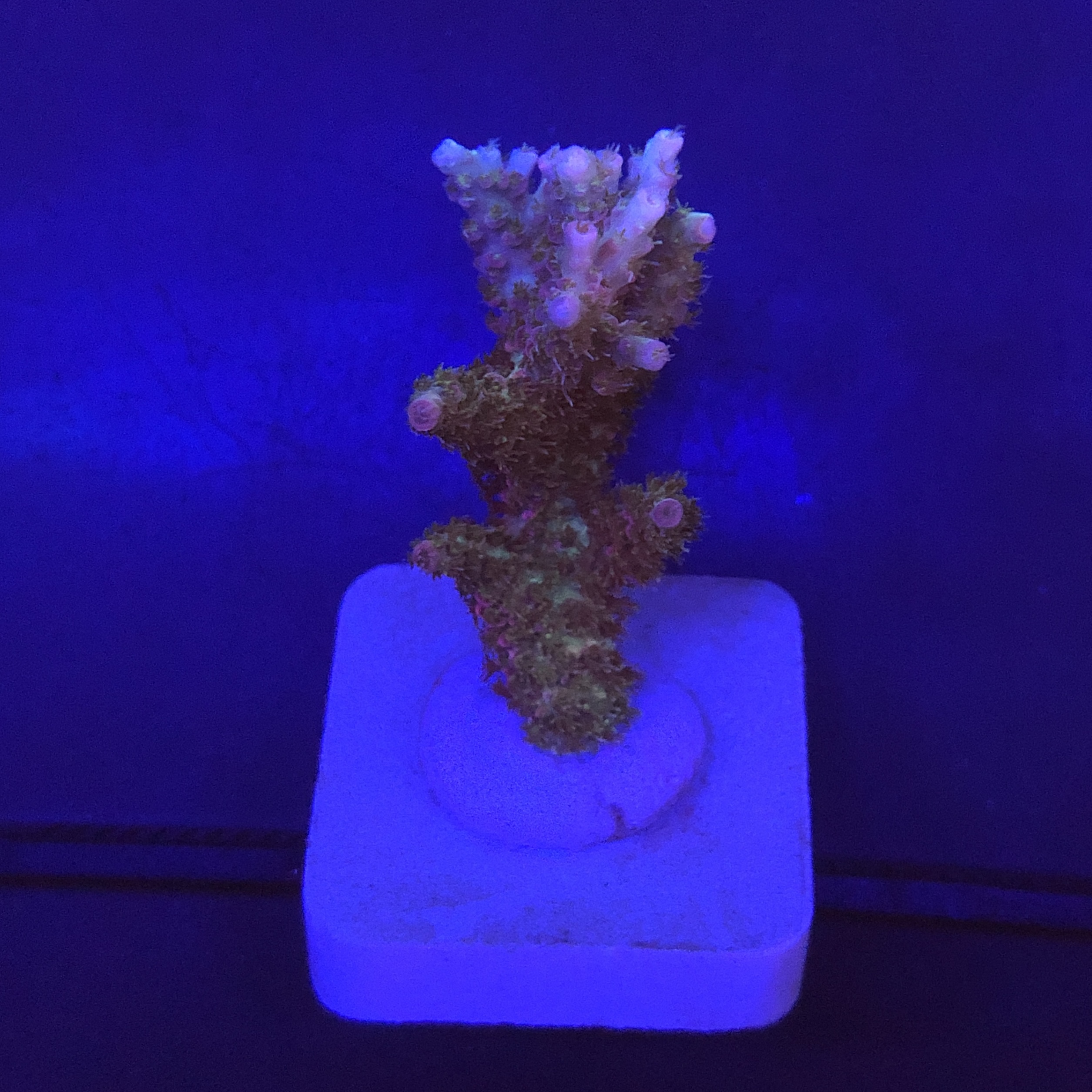 Millepora Magic M
