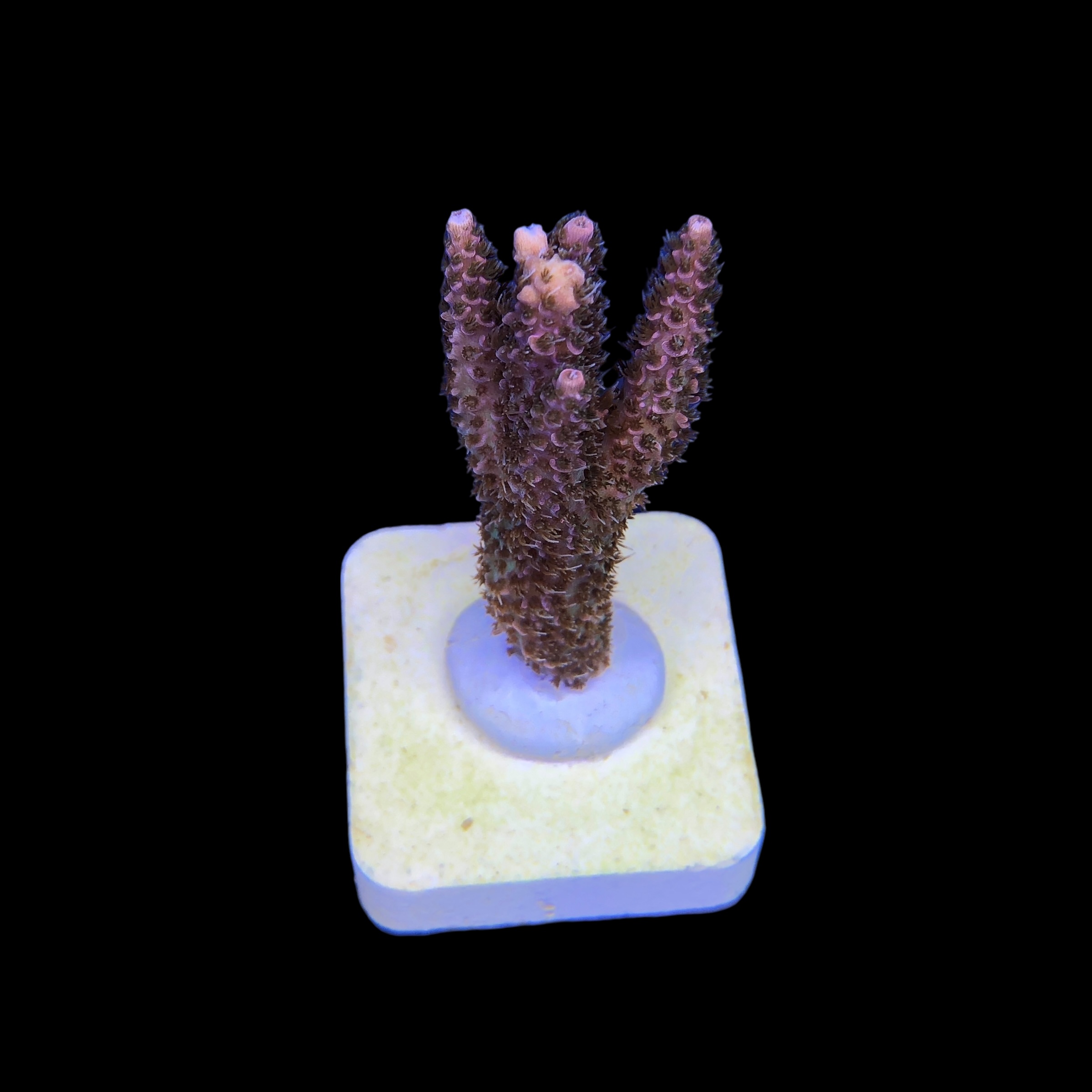 Millepora Magic M - Imagem 2