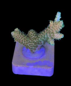 Alternative view of Millepora Orange Yellow Tips M