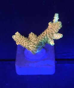 Millepora Orange Yellow Tips M