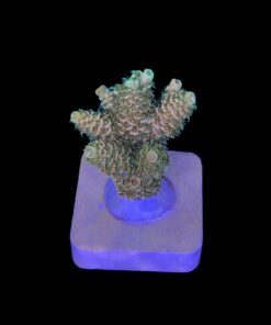 Alternative view of Millepora Orange Yellow Tips M
