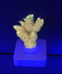 Millepora Orange Yellow Tips M