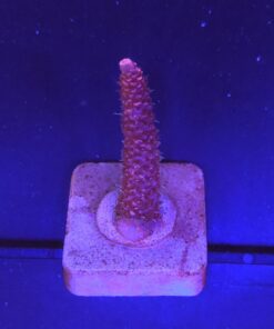 Millepora Pink M