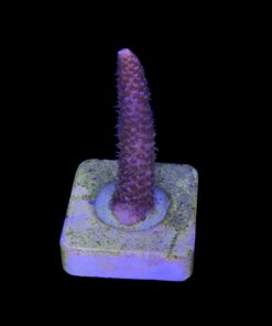 Alternative view of Millepora Pink M