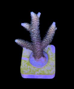 Alternative view of Millepora Tricolor G