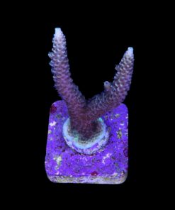 Alternative view of Millepora Tricolor M