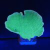 Montipora Capricornio Green G
