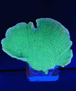 Montipora Capricornio Green G