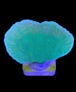 Alternative view of Montipora Capricornio Green G