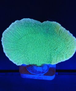 Montipora Capricornio Green G