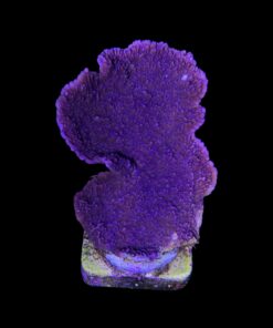 MO123G Montipora Capricornio Purple G