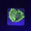 Montipora Confusa Lemon (Spongodes) M