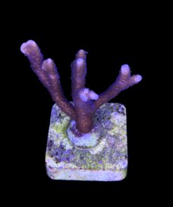 Montipora Digitada Blue German M