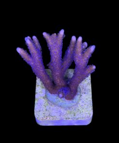 Montipora Digitada Blue German M