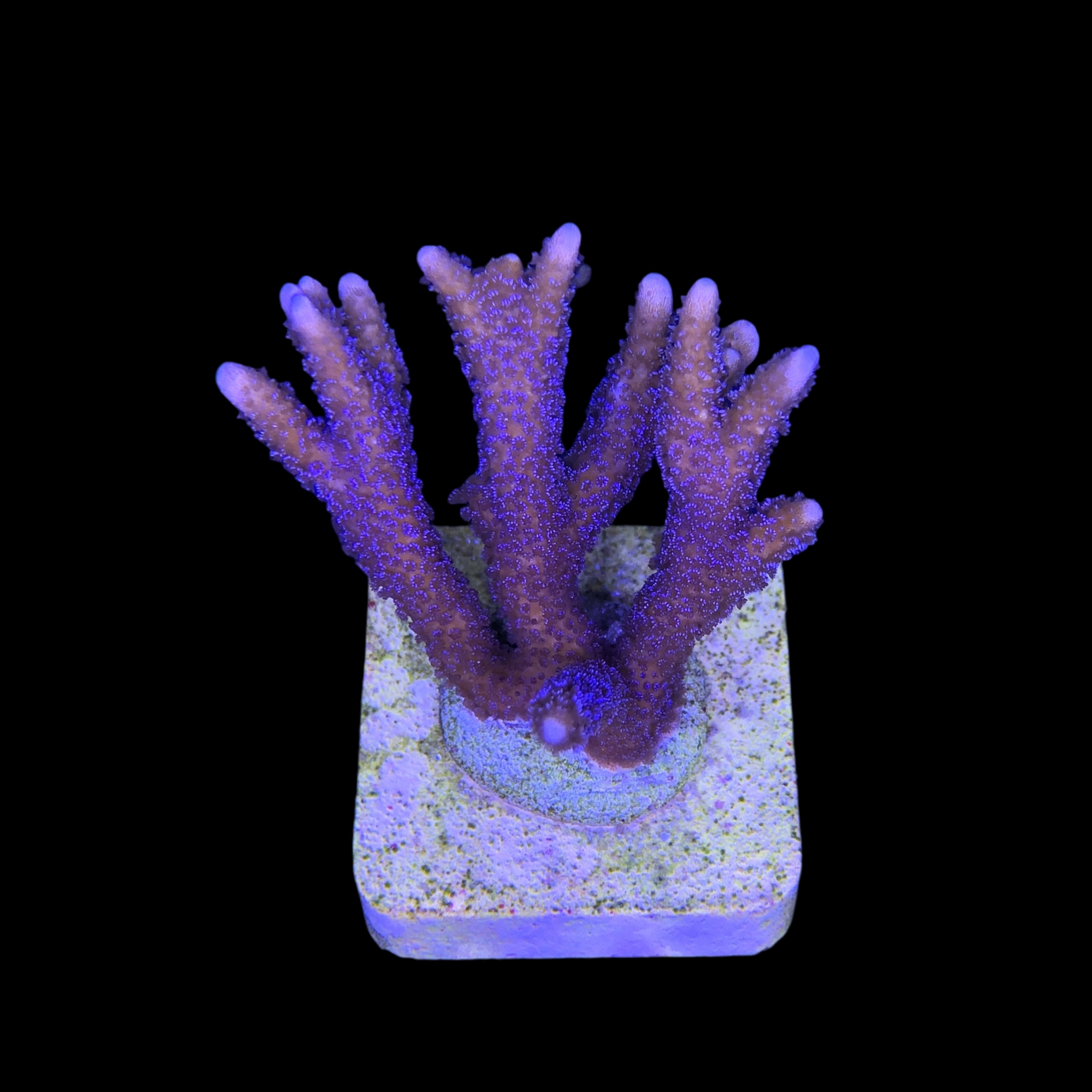 Montipora Digitada Blue German M
